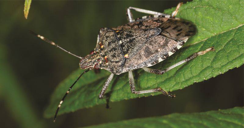 ფაროსანას გავრცელების არეალის დადგენის მიზნით, მონიტორინგი მთელი ქვეყნის მასშტაბით მიმდინარეობს – სურსათის ეროვნული სააგენტო