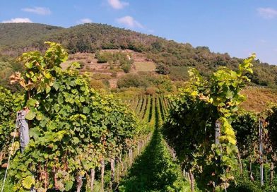 პარლამენტმა დაამტკიცა “ღვინისა და ვაზის შესახებ“ კანონში ცვლილებები, რითაც ვენახის სამეწარმეო მიზნით გაშენებას ღვინის ეროვნული სააგენტოს თანხმობა დასჭირდება