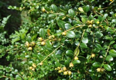 ბზის მოჭრაზე კონტროლი მკაცრდება