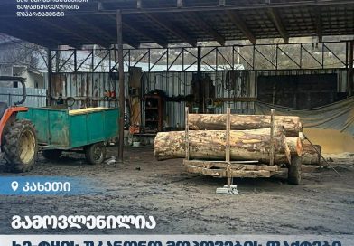 კახეთში ხე-ტყის უკანონო მოპოვების 2 ფაქტი გამოავლინდა
