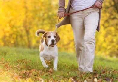 მთავრობა 76 ათას მიუსაფარ ძაღლს სტერილიზაციისთვის თავშესაფარში გადაიყვანს – დადგენილება