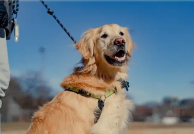 ცხოველთა მონიტორინგის სააგენტო მომსახურებას აძვირებს