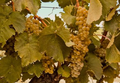 ვენახების გაშენებაზე თანხმობის გაცემის წესები და პროცედურები მაისამდე შემუშავდება