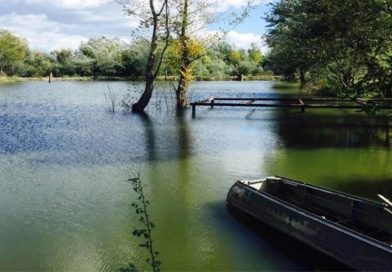 რა სქემით დაასუბსიდირებს მთავრობა სატბორე მეურნეობებს – განმარტება