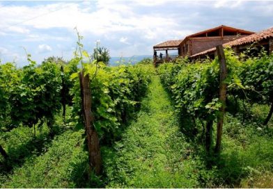 როდის არის სავალდებულო ვენახების საკადასტრო მონაცემების განახლება