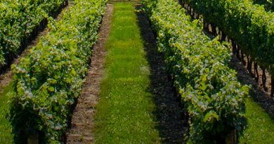 ტერაბანკის საკრედიტო ბარათი აგრო ბიზნესისთვის